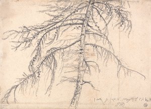 カラマツの木 作： James Ward
